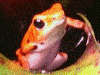Oophaga pumilio