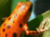 Oophaga pumilio