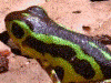 Oophaga pumilio
