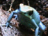 Oophaga pumilio