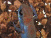 Oophaga pumilio
