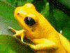 Oophaga pumilio