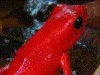 Oophaga pumilio