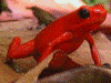 Oophaga pumilio