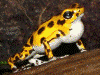 Oophaga pumilio
