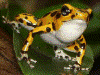 Oophaga pumilio