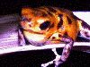 Oophaga pumilio