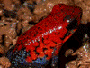 Oophaga pumilio