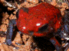 Oophaga pumilio