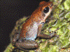 Oophaga pumilio