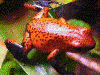 Oophaga pumilio