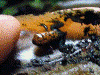 Oophaga pumilio