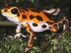 Oophaga pumilio