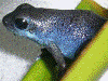 Oophaga pumilio