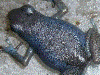 Oophaga pumilio