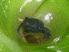 Oophaga pumilio