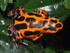 Oophaga pumilio