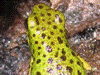 Oophaga pumilio