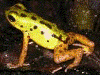 Oophaga pumilio
