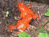 Oophaga pumilio