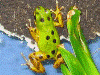Oophaga pumilio