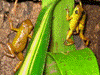 Oophaga pumilio