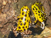 Oophaga pumilio