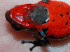 Oophaga pumilio