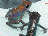 Oophaga pumilio