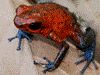 Oophaga pumilio