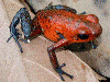 Oophaga pumilio
