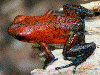 Oophaga pumilio