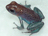 Oophaga pumilio