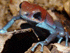 Oophaga pumilio