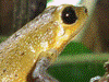 Oophaga pumilio
