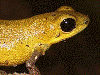 Oophaga pumilio