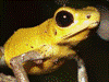 Oophaga pumilio