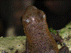 Oophaga pumilio
