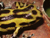 Oophaga pumilio