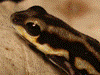 Oophaga pumilio