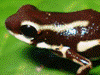 Oophaga pumilio
