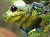 Oophaga pumilio