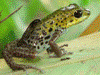 Oophaga pumilio