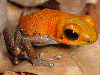 Oophaga pumilio