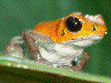 Oophaga pumilio