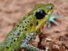 Oophaga pumilio
