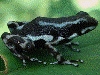 Oophaga pumilio
