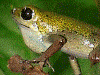 Oophaga pumilio