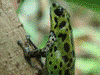 Oophaga pumilio