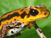 Oophaga pumilio